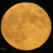 l&#39;oie blanche devant la pleine lune