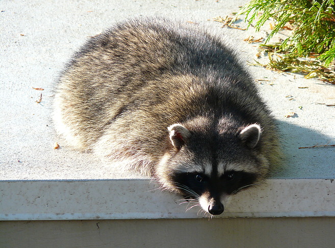 FAT RACCOON West Vancouver, BC