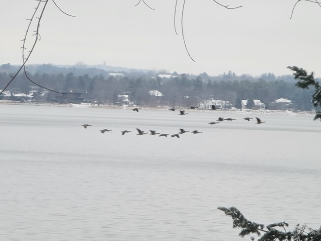 Geese in flight over the Ottawa River - not leaving yet... HMW Ottawa, ON