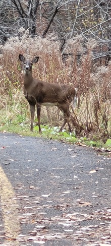 stella saw a deer Gatineau, QC