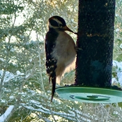 Woodpecker at Feeder