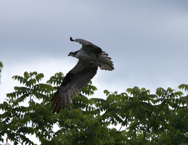 Eagle St. Osprey Cambridge, ON