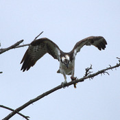 Eagle St. Osprey