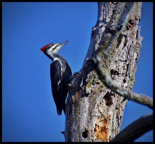 Pileated Woodpecker Ottawa, Ontario, CA