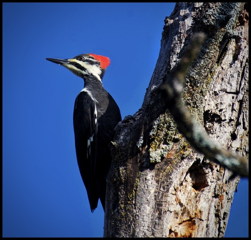 Pileated Woodpecker Ottawa, Ontario, CA