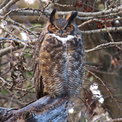 Great Horned Owl Napping in Late Afternoon
