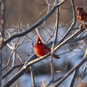 The Mighty Cardinal