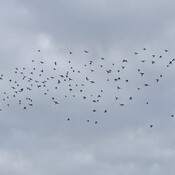 Flock of Waxwings over the Okanagan