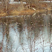 Geese Hideout, Rideau River, Near Manotick