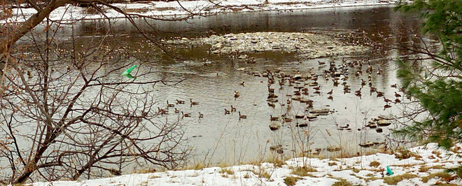 Geese In Rideau River Near Carleton Lodge, Ottawa 55 Lodge Rd, Ottawa, ON K2C 3H1, Canada