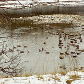Geese In Rideau River Near Carleton Lodge, Ottawa