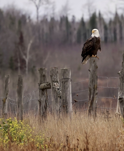 Bald Eagle Neebish, Ontario | P0R 1E0