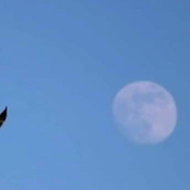 Eagle to the moon