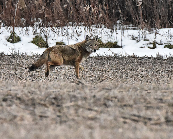 Coyote Goderich, ON