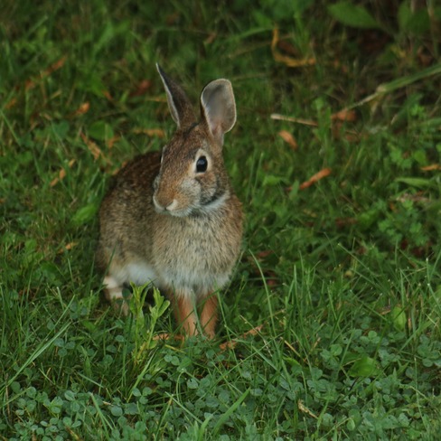 bunny St. Thomas, ON