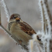 House Sparrow Among the Hoar Frost