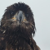 More of young eagle
