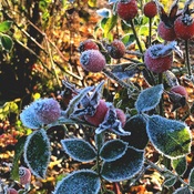 frost, sunshine and rosehips