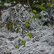 Frost Lace