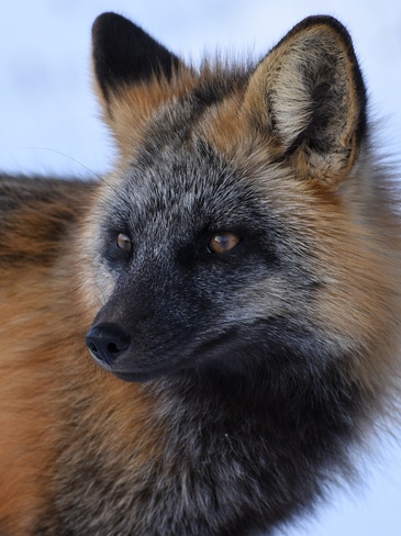 Red Fox (Cross colour morph) Thunder Bay, ON