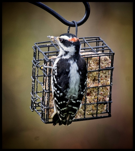 Downy Woodpecker Orléans, Ontario, CA