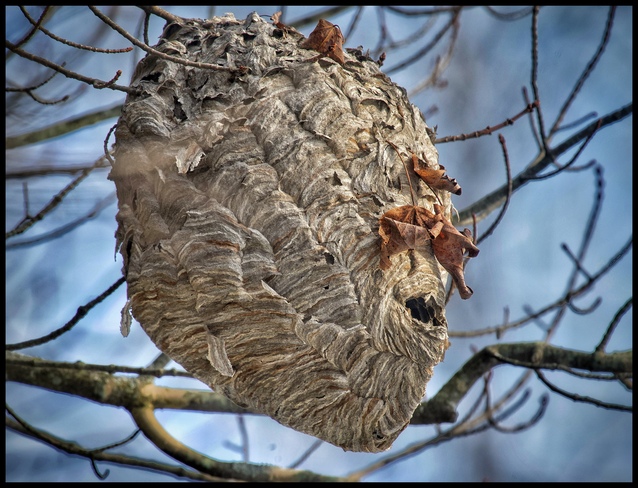 Abandoned paper wasp nest Ottawa, ON