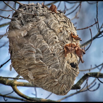 Abandoned paper wasp nest