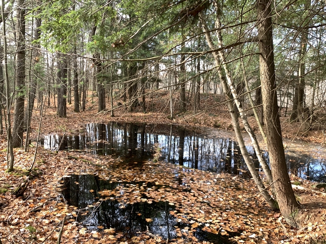 The forest pond is back! Parry Sound, Ontario, CA