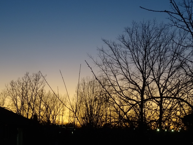 Leafless trees silhouetted in an autumn evening Windsor, ON