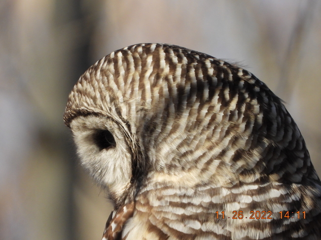 Owl Kingston, Ontario, CA