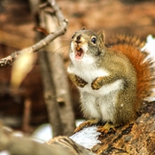 Screaming red squirrel