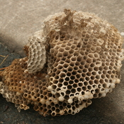 hornet / wasp nest finally fell out of the tree! Very windy day today.