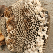 hornet / wasp nest finally fell out of the tree (second photo)