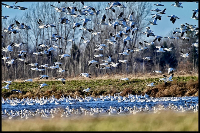 Snow Geese Migration Ottawa, Ontario, CA