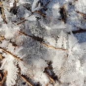 Crystalized ice leaves