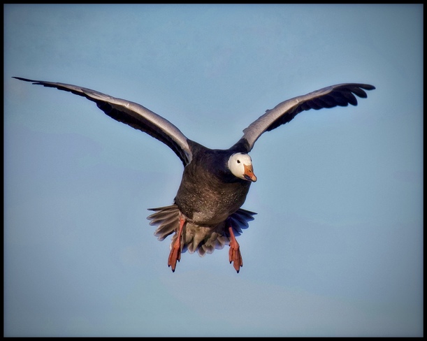 Black Snow Goose Ottawa, ON