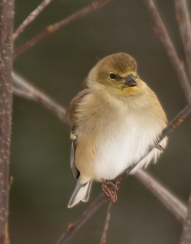 American Goldfinch Temiskaming Shores, ON