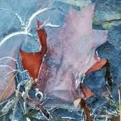 Nov 27 2022 Iced Maple leaves - Nature pastel painting Thornhill