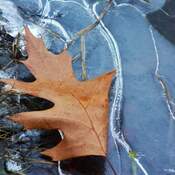 Nov 27 2022 Iced Maple leaves - Nature pastel painting Thornhill