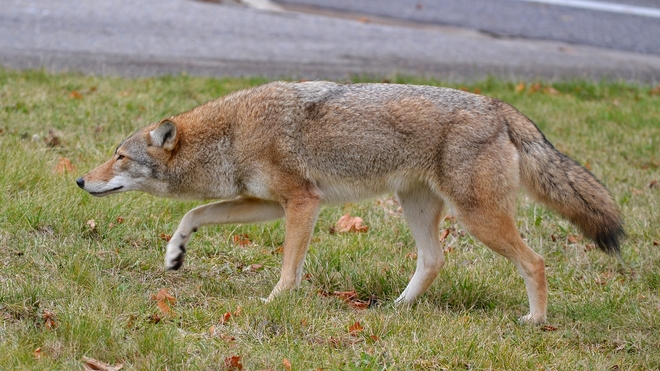Resident Coyote North Oshawa, ON