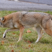 Resident Coyote