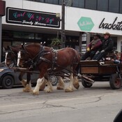 HORSES in the DOWNTOWN AREA