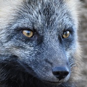 Red Fox (Cross Colour Morph)
