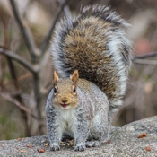Happy grey squirrel with a smile on his face