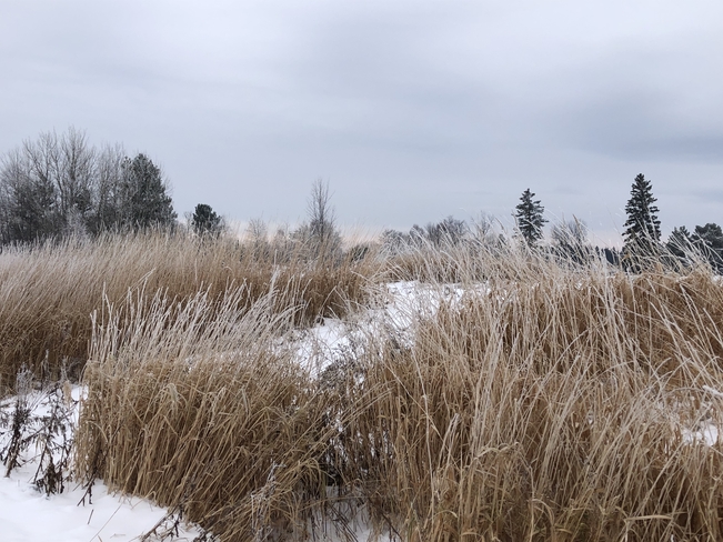 Frosty grasses Thunder Bay, Ontario, CA