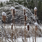 Frosted Top Cattails