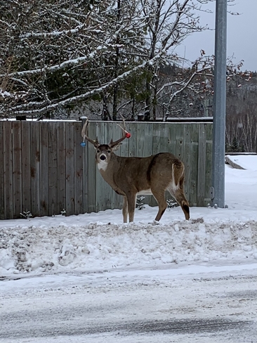 One decorated deer! Kenora, Ontario, CA
