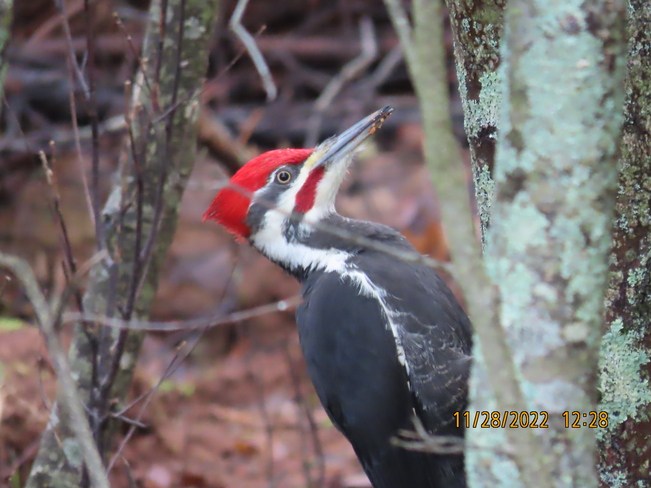Beautiful Pileated Woodie Salmon River, NS