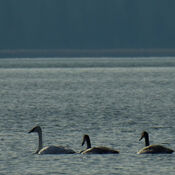 Trumpeter Swans in our area