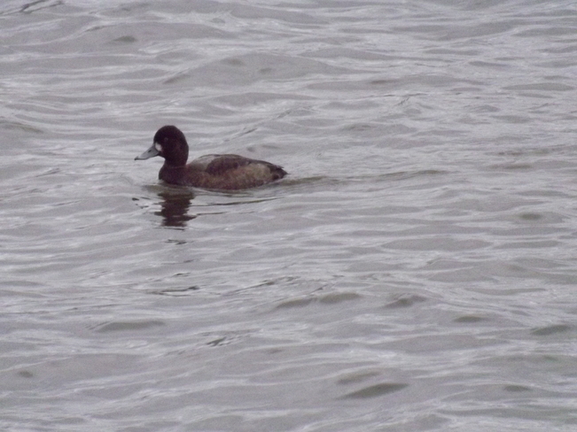 LESSER SCAUP in the FLOODWAY Thunder Bay, ON